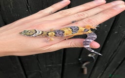 Leopard Gecko reptiles for sale: Baby Leopard Geckos in Downham Market - Image 8