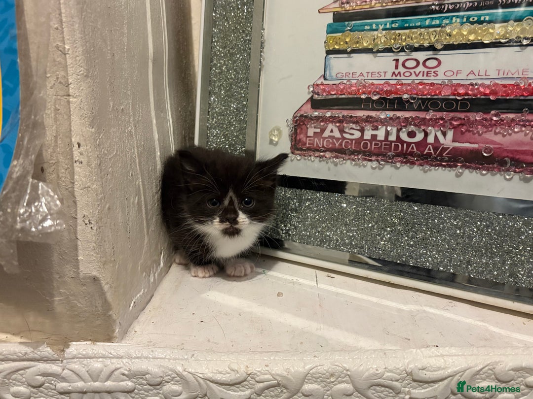 British Longhair cats for sale: british shorthair and longhair kittens for sale  - Advert 16