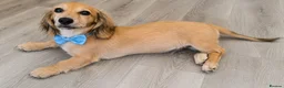 Miniature Dachshund dogs for sale: Beautiful longhaired cream mini dachshund - Advert 8
