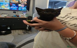 British Shorthair cats for sale: BSH cross 2 female 1 male. - Image 2