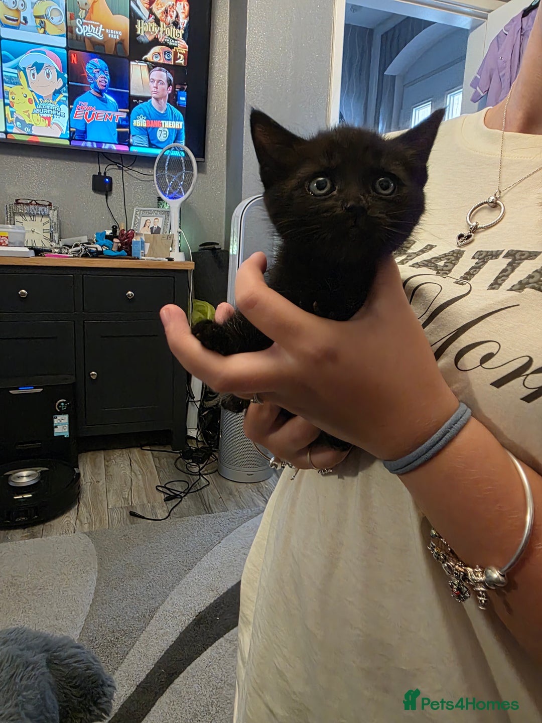 British Shorthair cats for sale: BSH cross 2 female 1 male. - Image 2