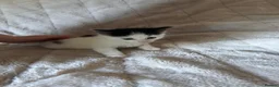 Mixed Breed cats for sale: Ragdoll x - Advert 5