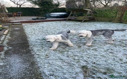 Old English Sheepdog dogs for sale: Old English puppies - Image 19