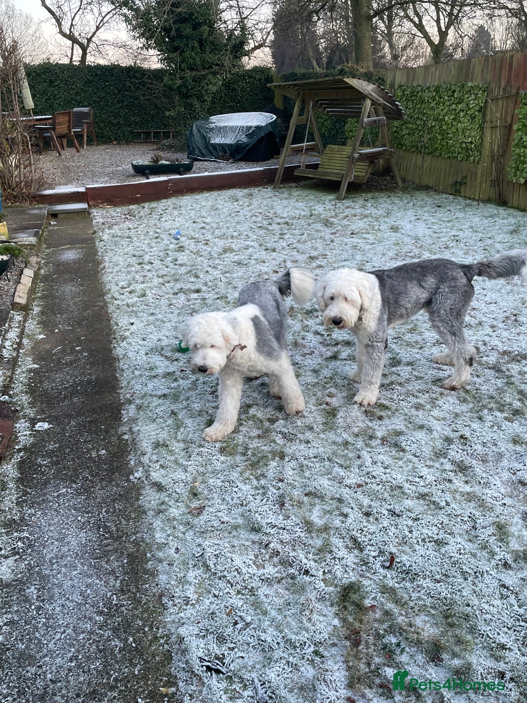 Old English Sheepdog dogs for sale: Old English puppies - Image 19