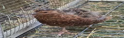 Quail poultry for sale: Coturnix Quail mixed colours, jumbo or celadon - Advert 2