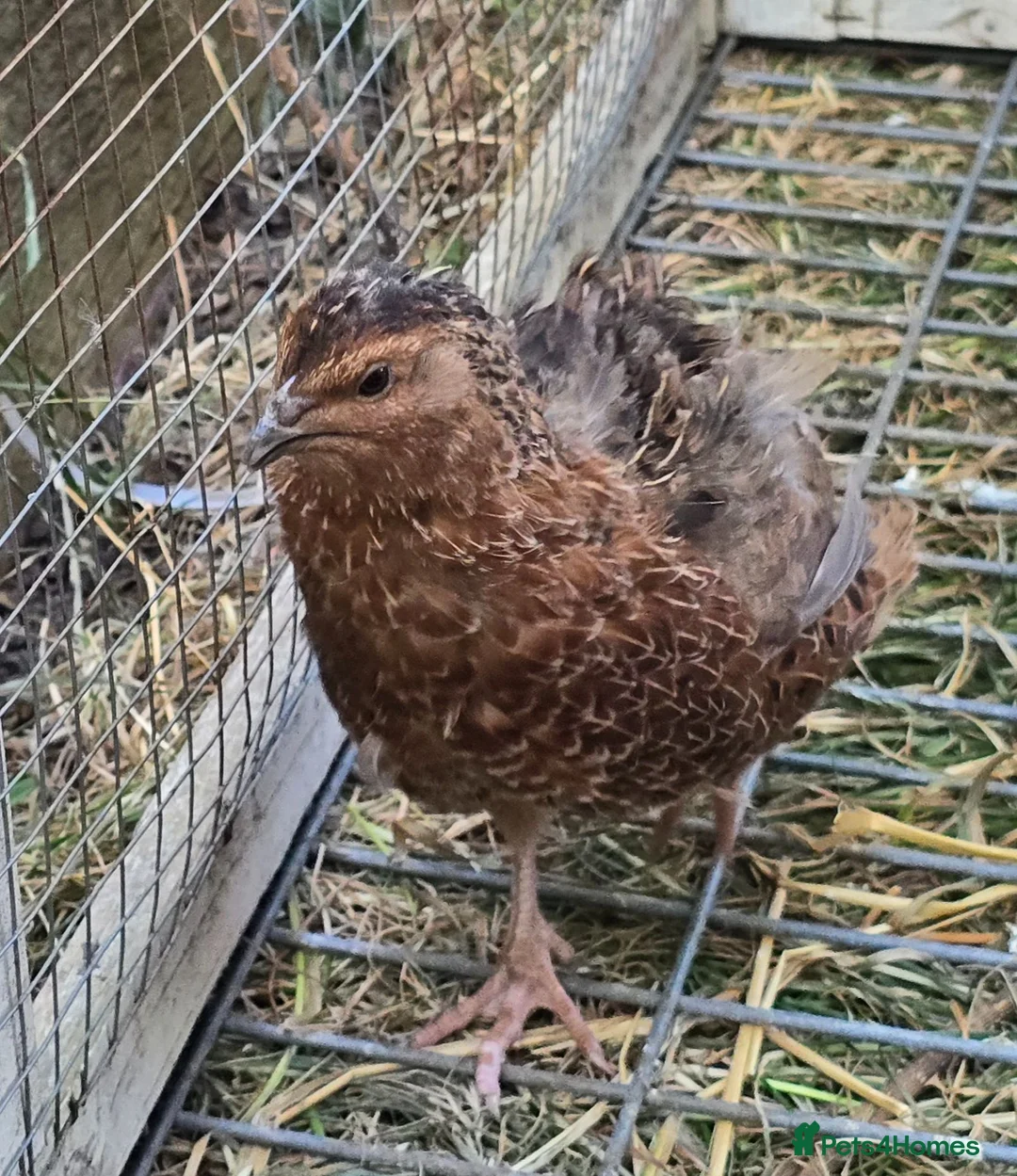 Quail poultry for sale: Coturnix Quail mixed colours, jumbo or celadon - Advert 2