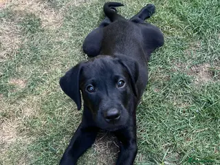 Labrador Retriever dogs Confident, Clever KC Working Labrador Puppies - Advert 12