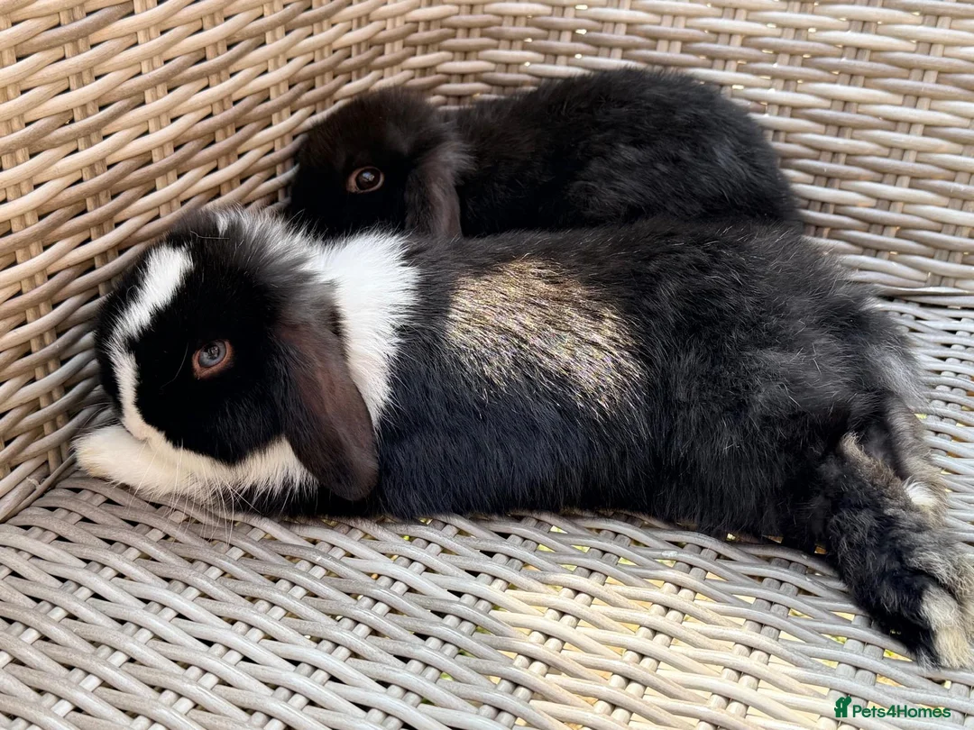 Mini Lion Lop rabbits for sale: Stunning Mini LionLops for Sale  - Advert 2