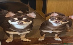 Chihuahua dogs for stud: The boy who never left ….Tommy for Stud - Image 2