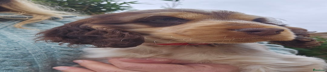 Cocker Spaniel Puppy 3