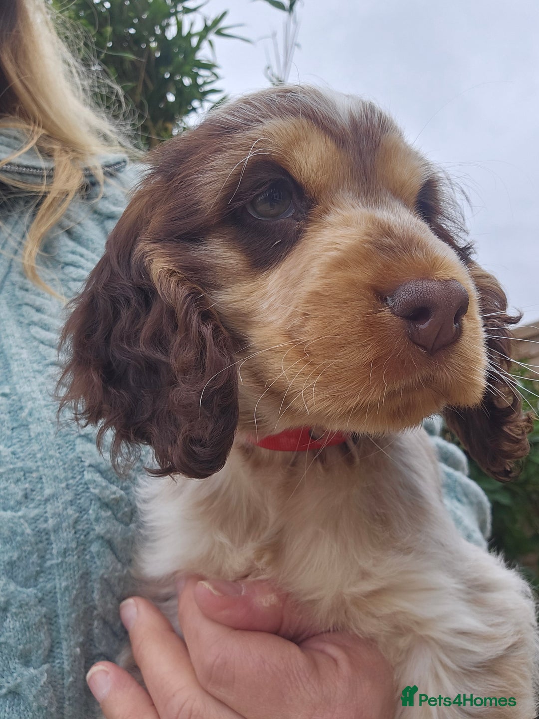 Cocker Spaniel dogs for sale: Sable Show Cocker spaniel Puppies ready now - Image 2