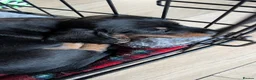 Dachshund dogs for sale: Miniature dachshund  - Advert 3