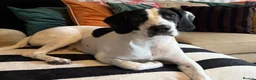 Mixed Breed dogs for adoption: Puppy Winston need a new loving forever home - Advert 1