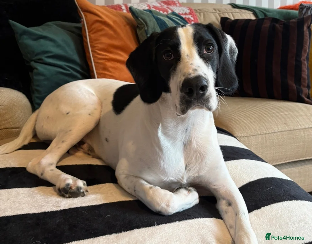 Mixed Breed dogs for adoption: Puppy Winston need a new loving forever home - Advert 1