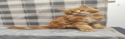 Maine Coon cats for sale: Beautiful Maine Coon Kittens – for Loving Homes - Advert 7
