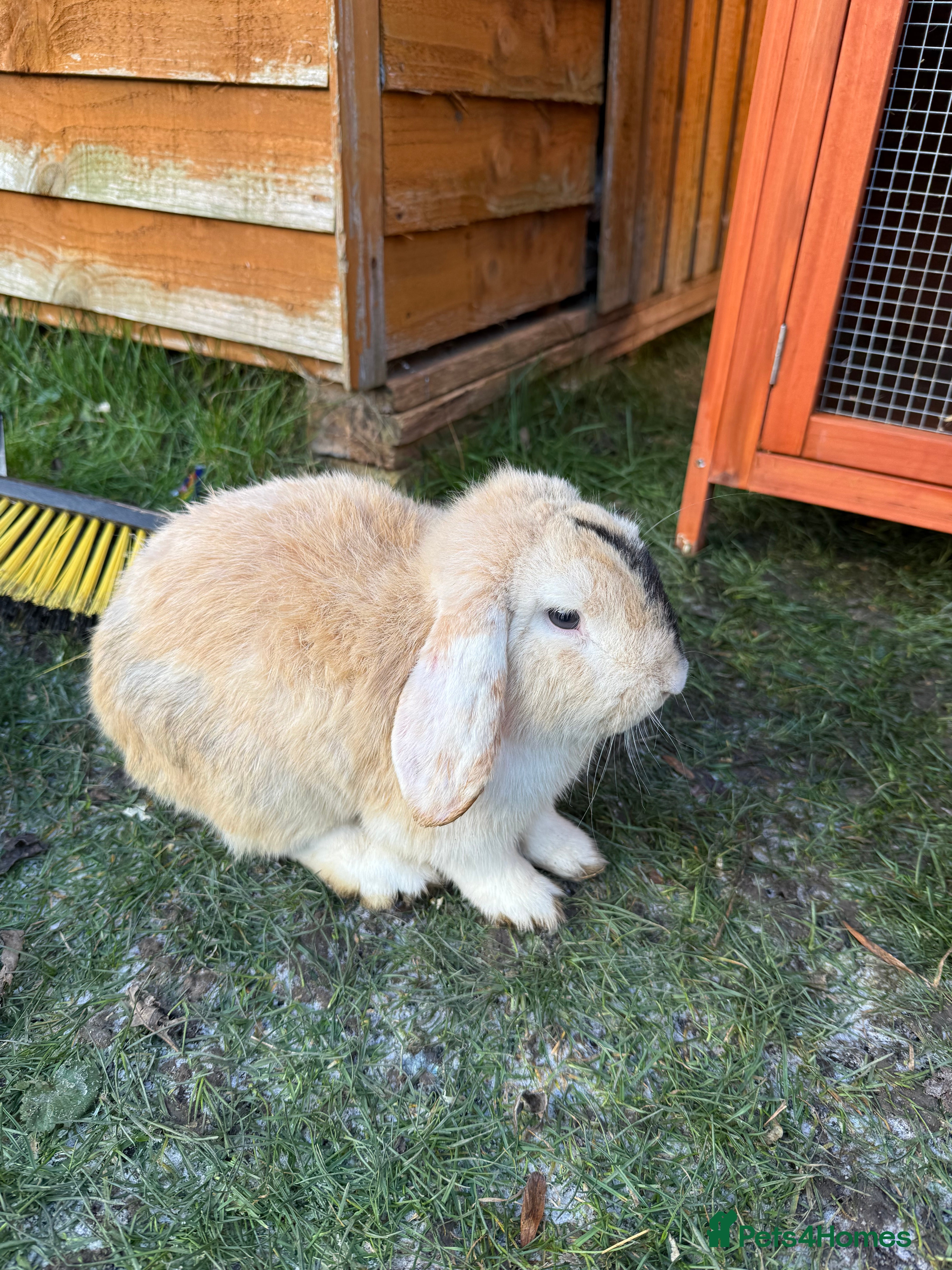 Mixed Breed rabbits 2 Female Rabbits & equipment  - Advert 13