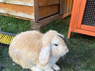 Mixed Breed rabbits 2 Female Rabbits & equipment - Advert 10