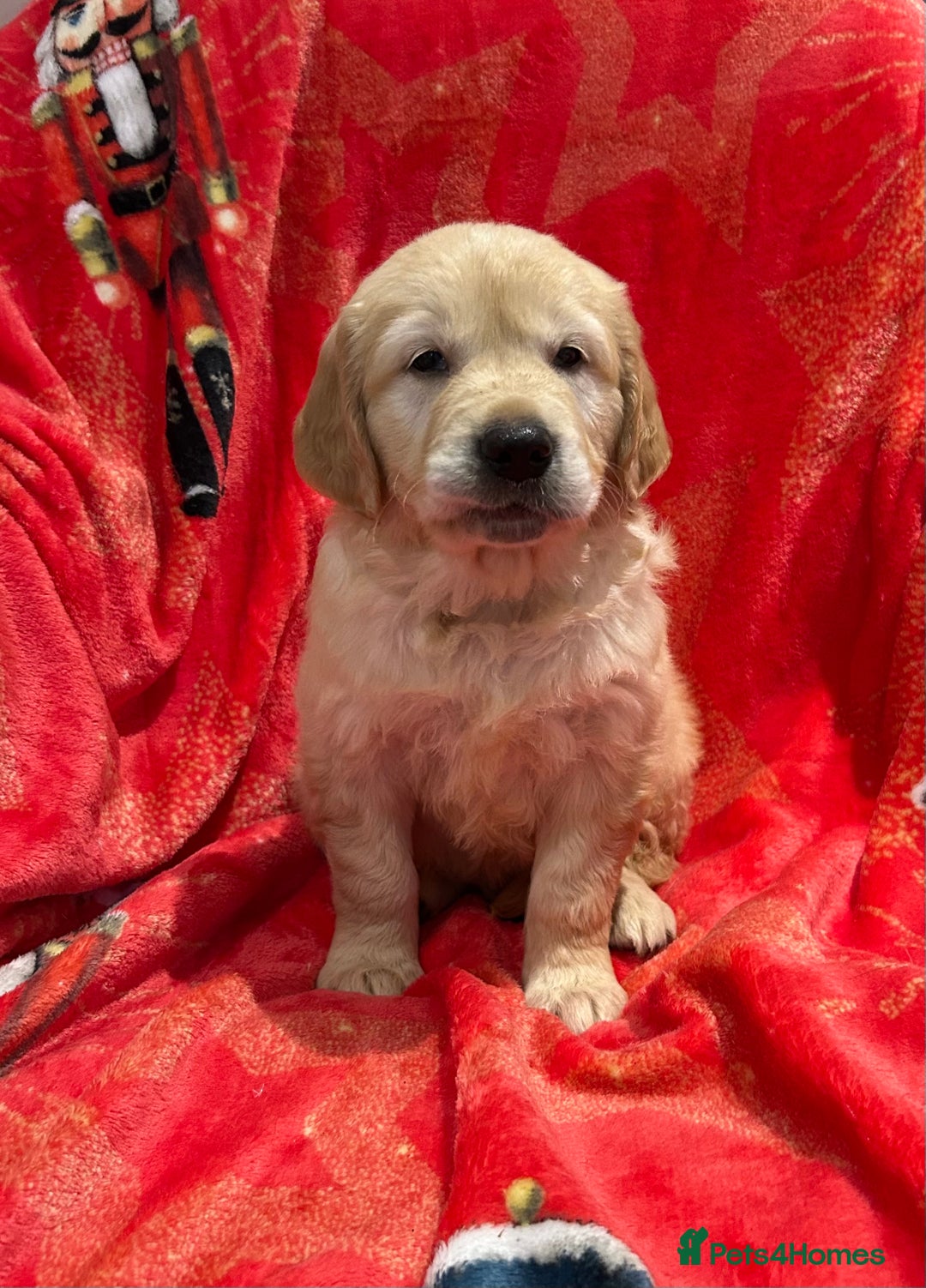 Golden Retriever dogs for sale: Stunning litter of Chunky Golden Retriever Puppies - Advert 11