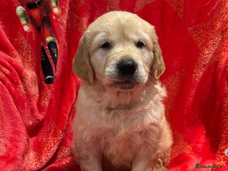 Golden Retriever dogs Stunning litter of Chunky Golden Retriever Puppies - Advert 1