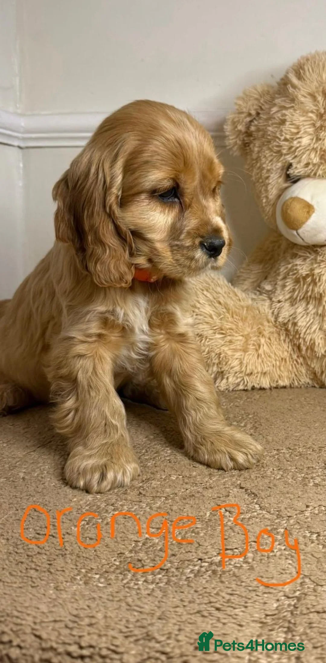 Cavapoo dogs for sale: F2 Cavapoo puppies 🐶 - Advert 5