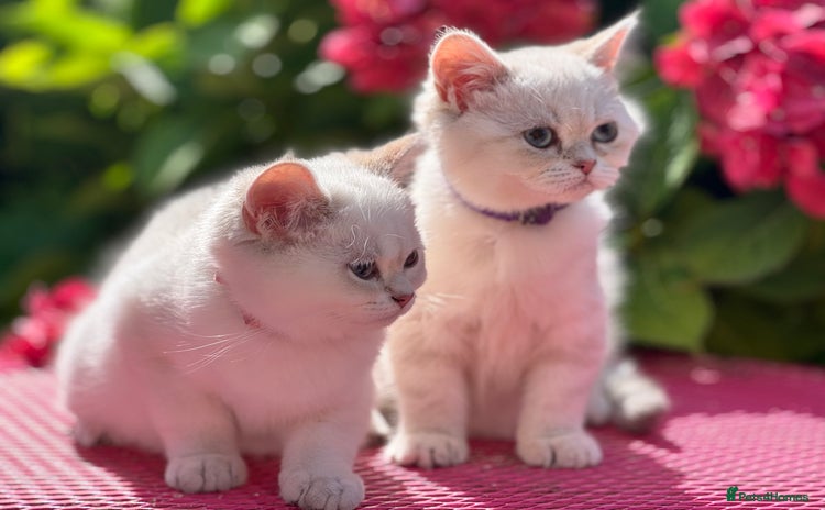 British Shorthair cats - Advert 4
