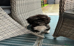 Shih Tzu dogs for sale: Teddy 5 months old Shih Tzu  - Image 6