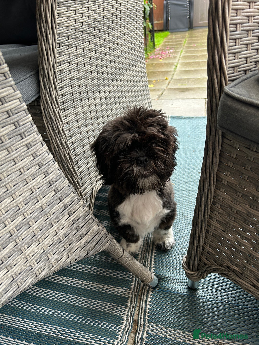 Shih Tzu dogs for sale: Teddy 5 months old Shih Tzu  - Image 6