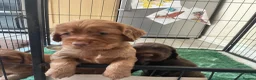 Cocker Spaniel dogs for sale: Working cocker spaniels in Cheltenham - Advert 6