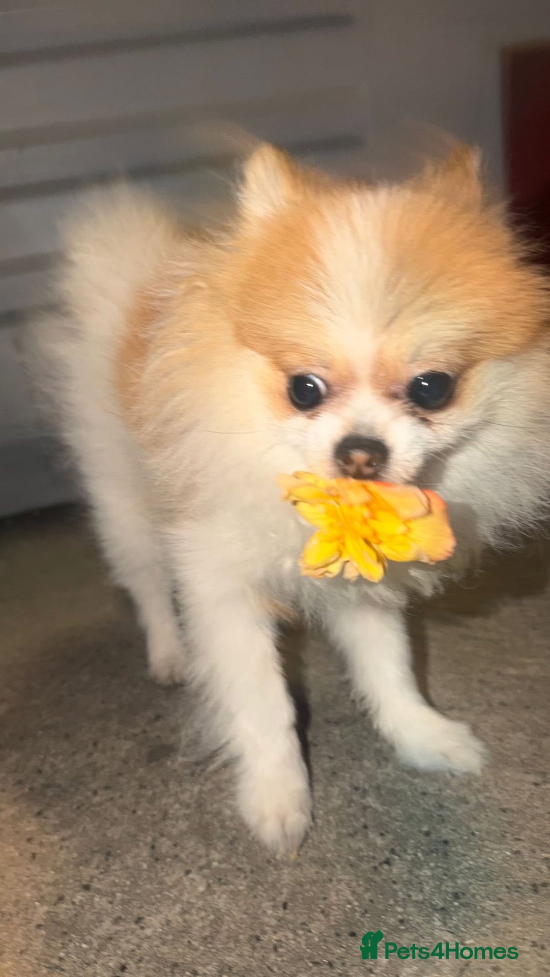 Pomeranian dogs  **  male  - Advert 6