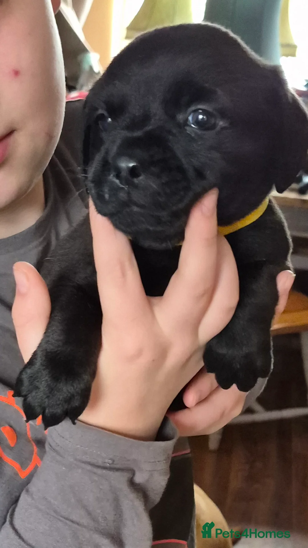 Mixed Breed dogs for sale: Labradoodle x french bulldog puppies  - Advert 3