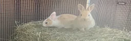 Mixed Breed rabbits for sale: Mixed baby rabbits - Advert 6