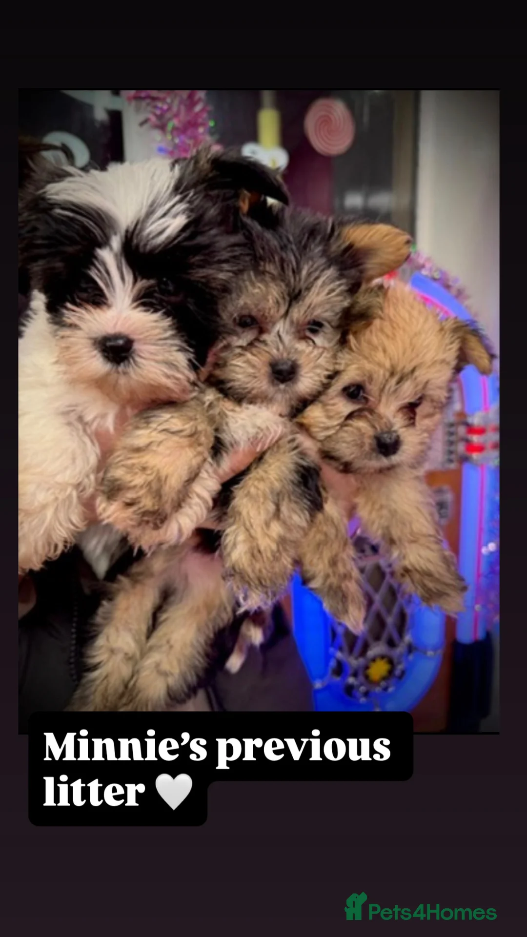 Maltipoo dogs for sale: 5 gorgeous maltipoo puppy’s for sale  - Advert 9