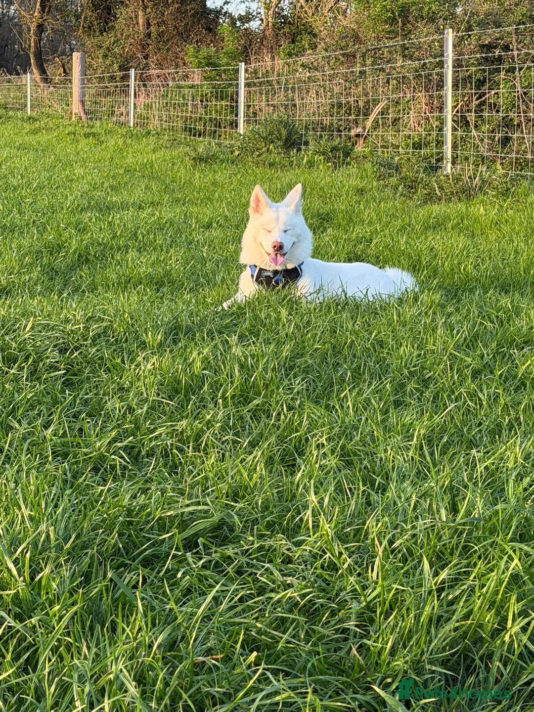 Japanese Akita Inu dogs for sale: Lando: 9 Month Old Japanese Akita - Advert 8