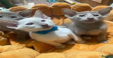 Oriental cats - Advert 9