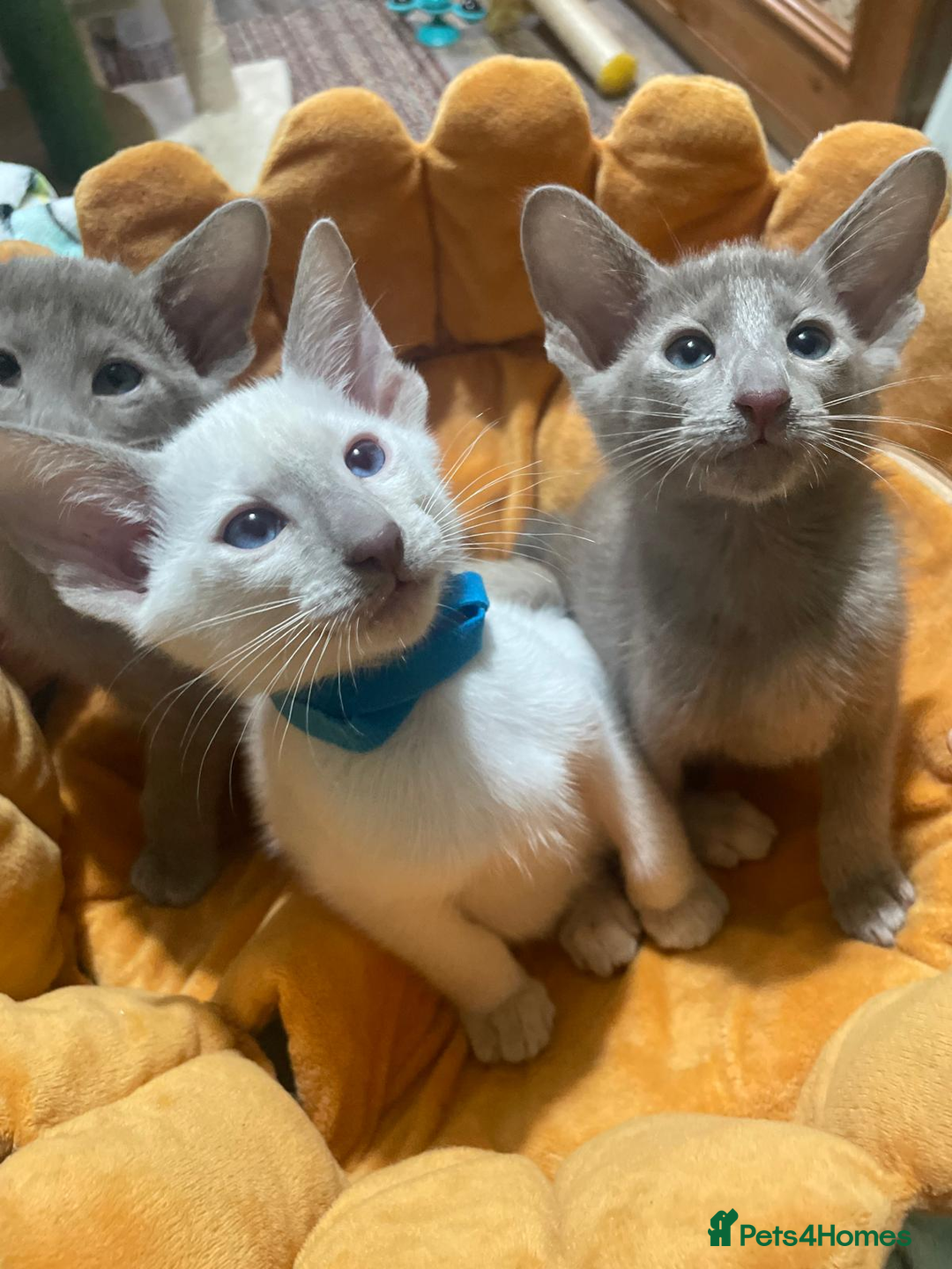Oriental cats for sale: 7 GCCF Oriental & Siamese Kittens - Advert 15