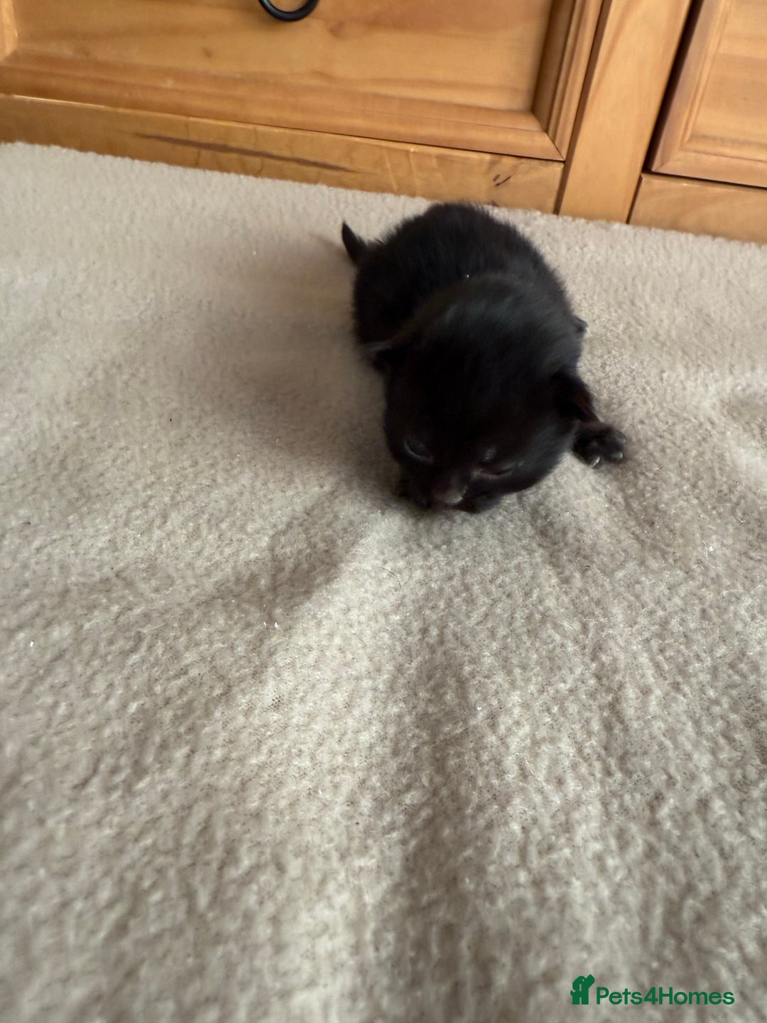 Mixed Breed cats for sale: Mixed breed tabby kittens  - Image 10
