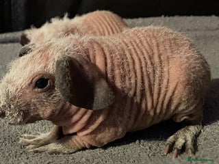 Guinea Pig rodents Cali breedings skinny carriers/werewolfs - Advert 11