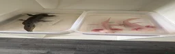 Axolotl reptiles for sale: Mixed axolotl  in Saint Helens - Advert 4