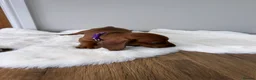 Dachshund dogs for sale: dachshund puppies For sale *1 BOY LEFT purplecol*  - Advert 4