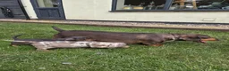 Miniature Dachshund dogs for sale: PRA CLEAR, KC REG MIN DACHSHUNDS  - Advert 23