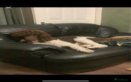 Standard Poodle dogs for stud: Brown & white parti standard poodle  - Image 4