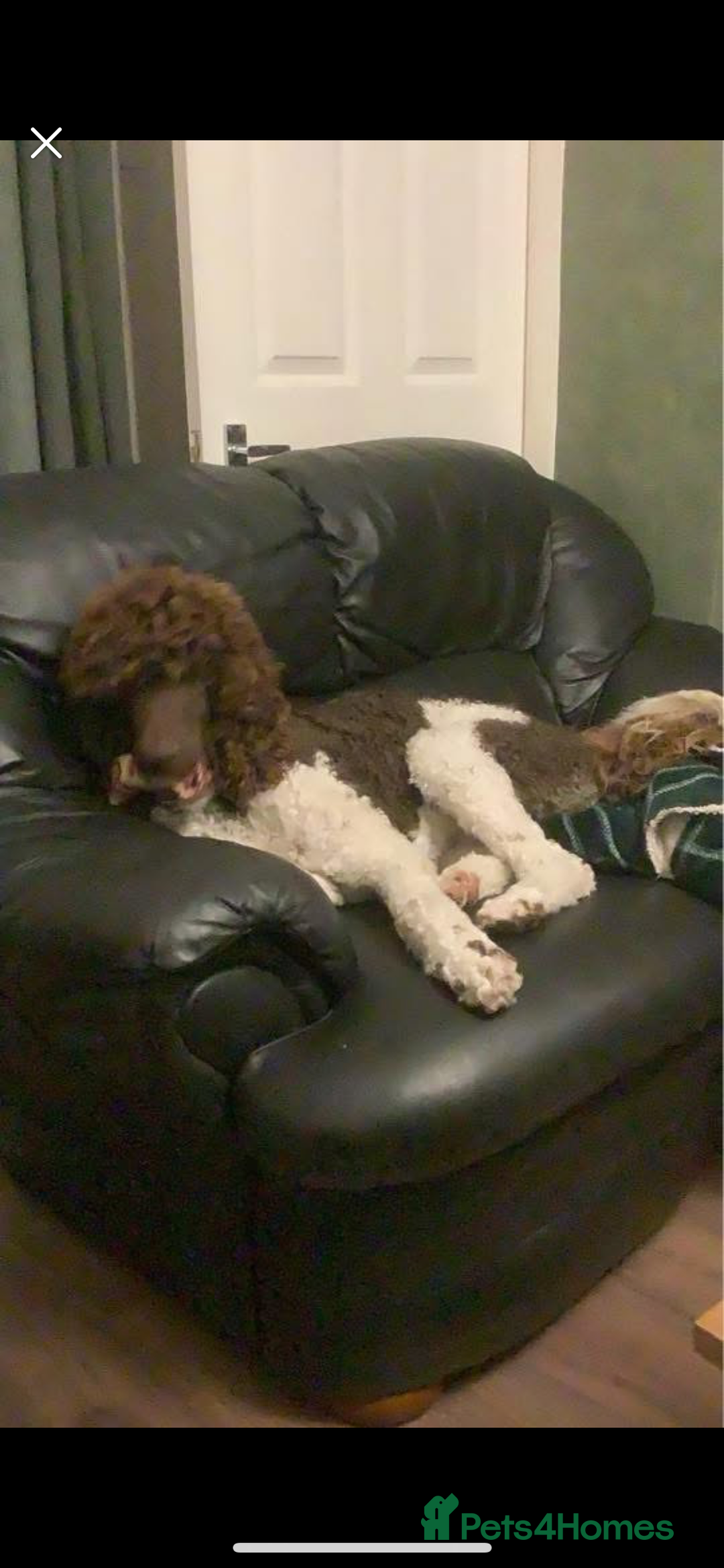 Standard Poodle dogs for stud: Brown & white parti standard poodle  - Image 4