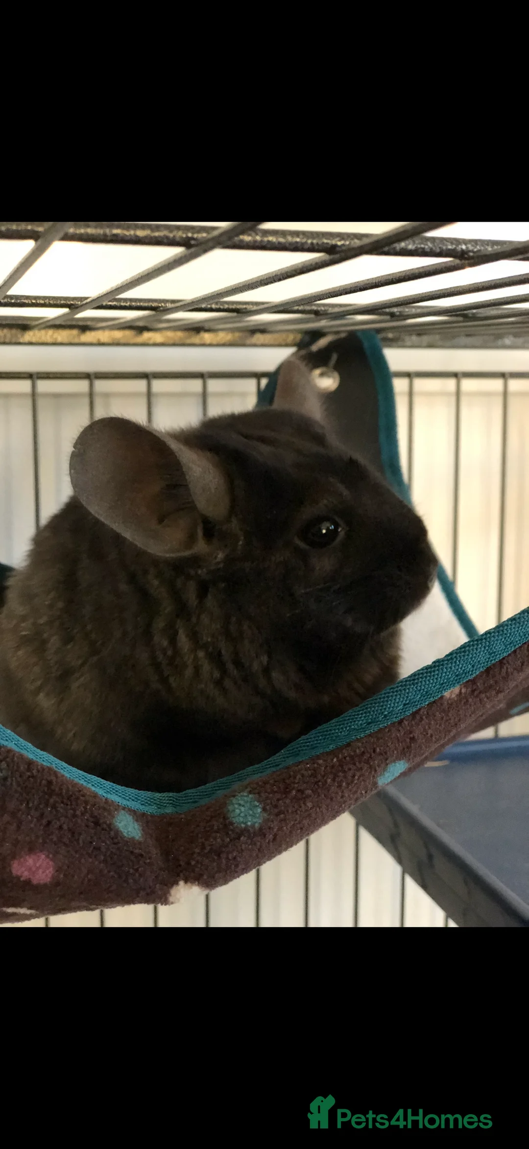 Chinchilla rodents for sale: 2x Male chinchillas - Advert 1