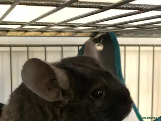 Chinchilla rodents 2x Male chinchillas - Advert 6