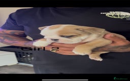 English Bulldog dogs for sale: KC Reg Traditional English Bulldog puppies - Image 4