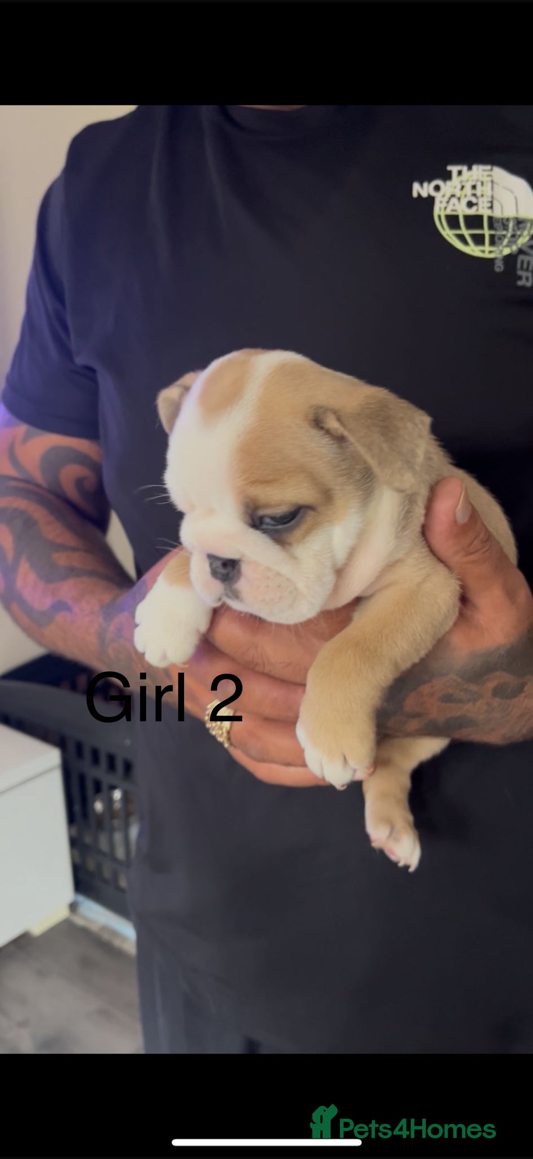 English Bulldog dogs for sale: KC Reg Traditional English Bulldog puppies - Image 4