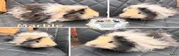 Guinea Pig rodents for sale: Guinea pig sows and boars - Lunkarya & Swiss  - Advert 5