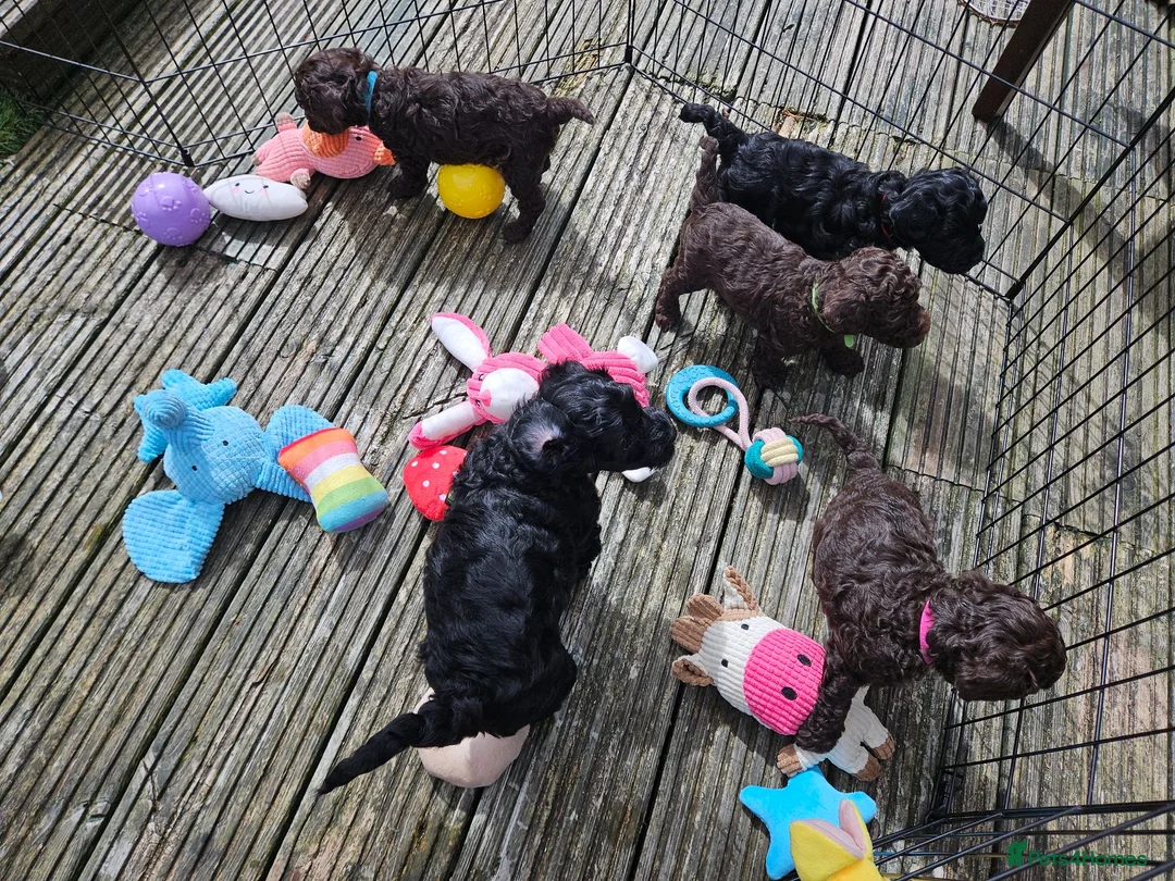 Sproodle dogs for sale: Sproodle puppies 2x brown males - Advert 11