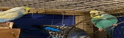 Budgerigars birds for sale: 3 boy budgies for sale  - Advert 12