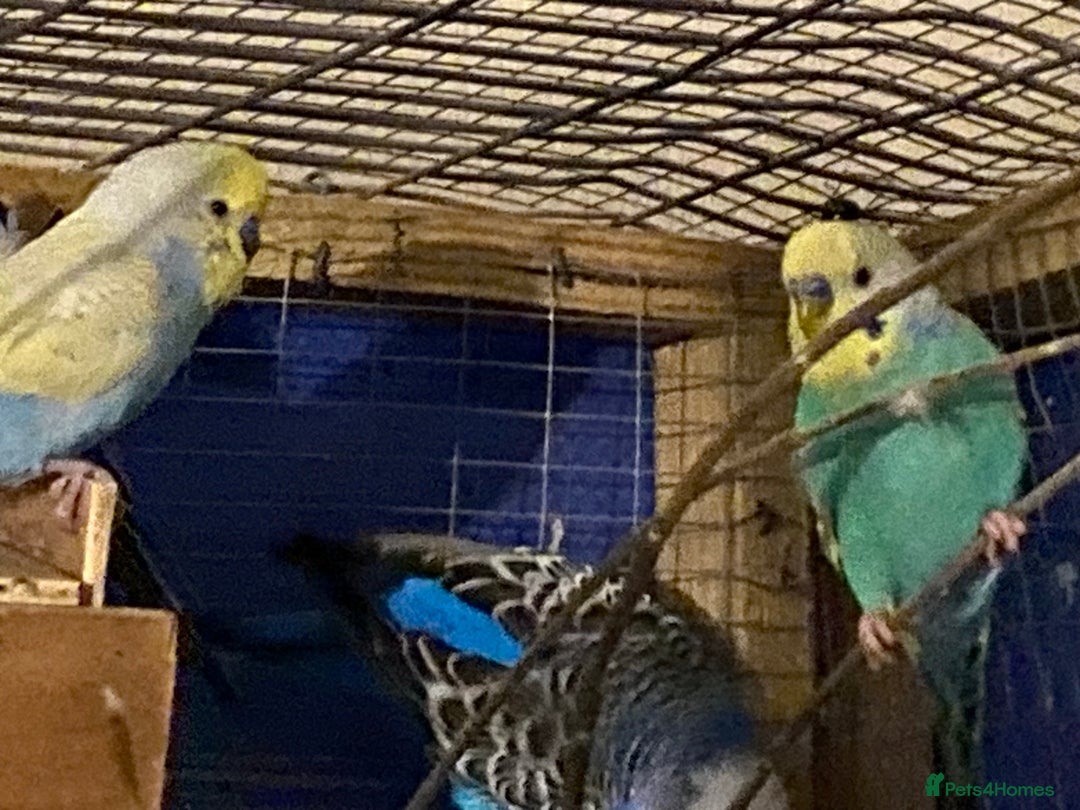 Budgerigars birds for sale: 3 boy budgies for sale  - Advert 12